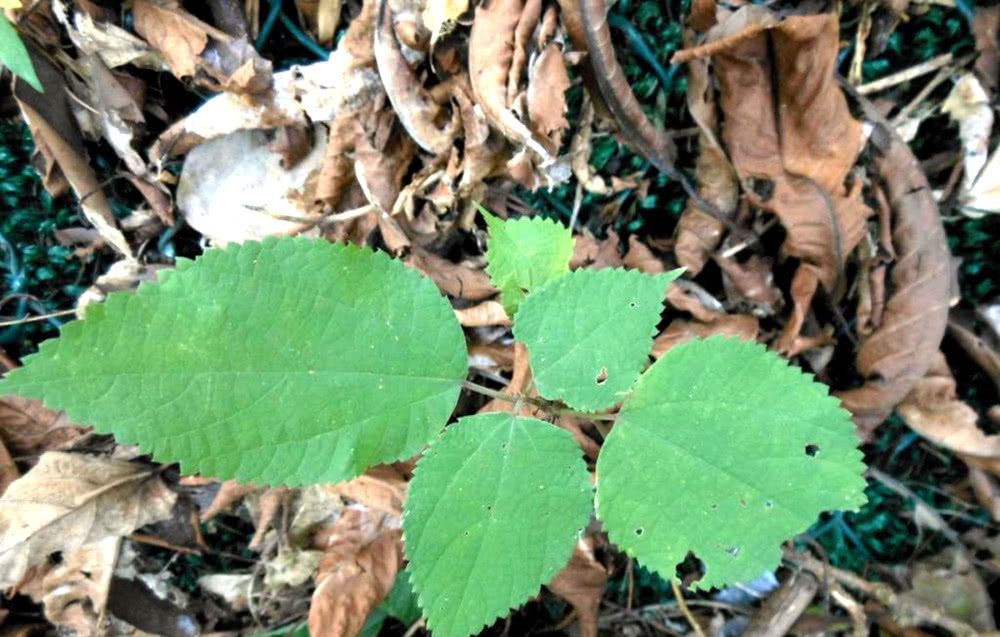  农村|一种植物“泛滥成灾”，农民成片铲除！只因没价值？