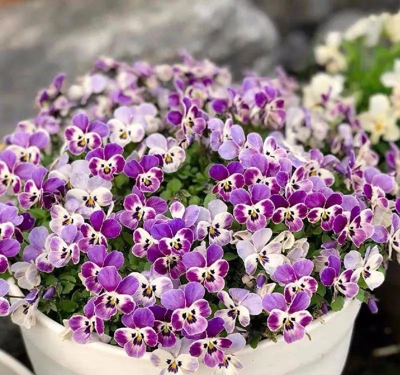  「喜欢疏松肥沃」十种公认的“开花机器”，花美色艳，你家养过几种呢