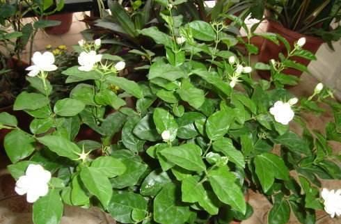  『枝干』掌握这3种方法，茉莉花扦插出好几盆，年年开花满屋飘香！
