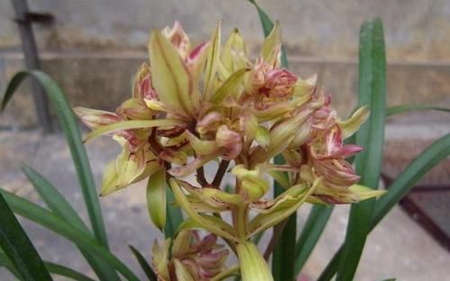  「欣赏价值」王奶奶爱养花，她的2盆兰花，香味清新迷人，曾经价格高如今亲民