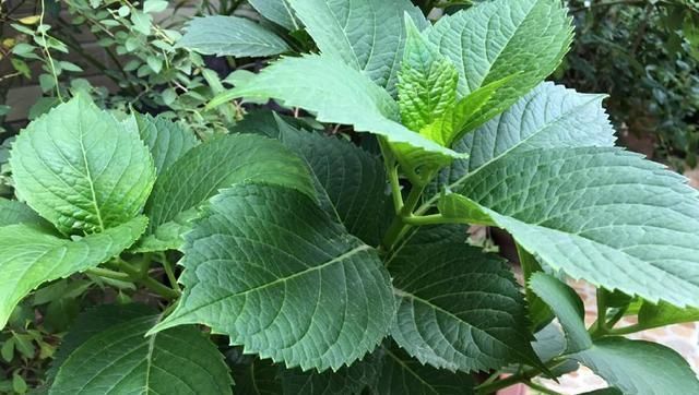  [记住]养绣球花记住这几点，花开的又大又漂亮，一朵又一朵盛开不停！