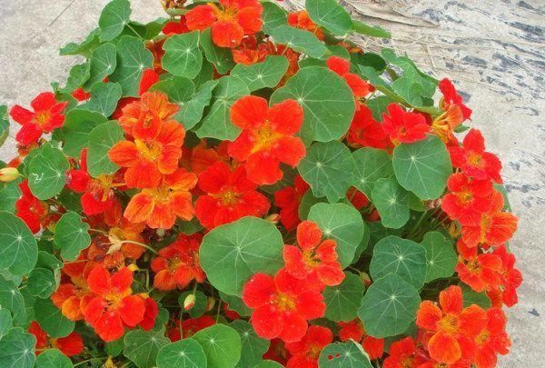  『株形优美』这几种植物悬挂起来养，真的是超级美！