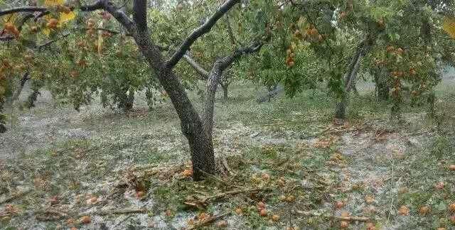  【雹子】河北地区下雹子，给经济作物造成了破坏，给农民带来多大损失？