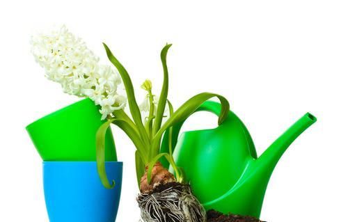  「旺盛」春季绿植管理方法和种植很关键，做好3个方面让绿植旺盛生长