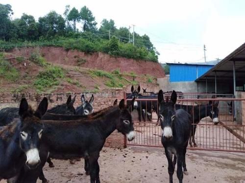  养驴|一头驴价值上万，驴肉还如此畅销，为何农村没人“养驴致富