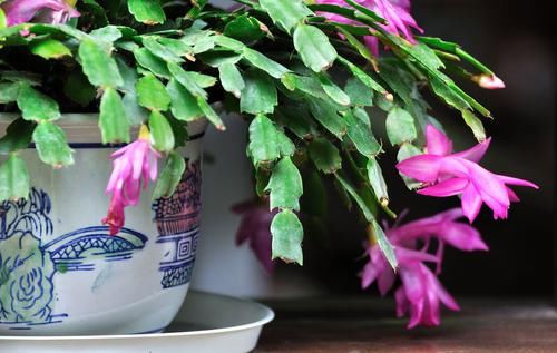  『植物』跟老花农学会这几个小技巧，再也不用被害虫困扰啦！