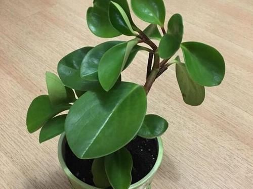  植物@豆瓣绿原来是这么来繁殖，剪个小叶片，一个叶片种一盆！