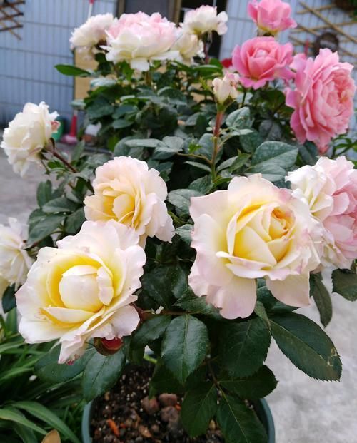 花香:喜欢菊花,不如养此款花,花大香浓,满屋子都是花香