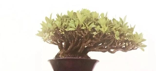  栀子花|栀子花制作盆景原来这么好看，真是万万想不到