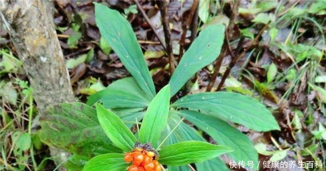 因价值珍贵，野生的已难找到，市场一斤9百元，却少有农民种植