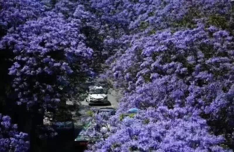  盘龙江畔■最美五月天！“云”欣赏毕业花蓝花楹