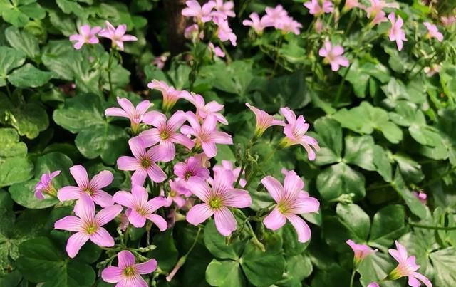  [家里]三月, 家里的植物
