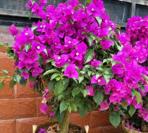  『如同』春天最适合养此花,价位便宜还好养,一旦开花如同花海瀑布般美丽