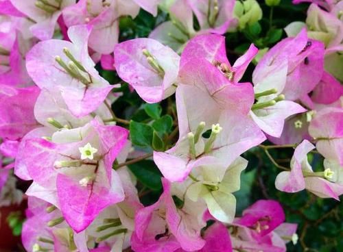  『观赏价值』养好三角梅不难，掌握“3个技巧”，花开不断，只见花朵不见叶！