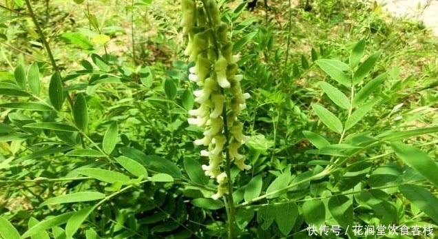 生长在野外的“苦参”以前农民当杂草锄掉，如今一斤120元