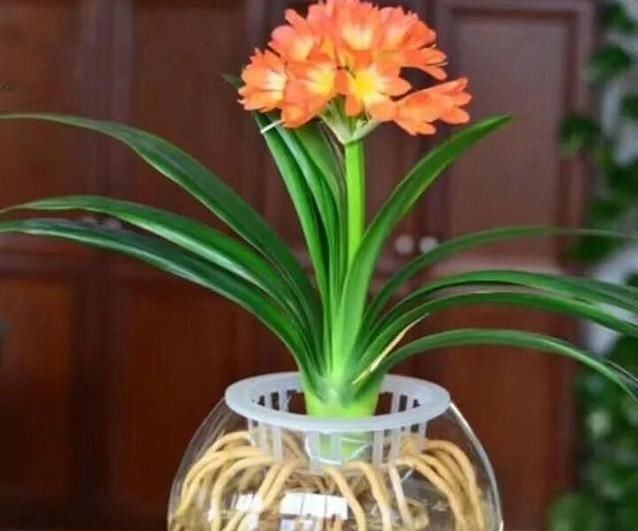 「栀子花」花盆里撒一把它,不管多难养的花,不烂根不黄叶,花开得更久