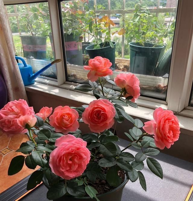  优秀■一种很优秀的开花植物，全年都开花，花色很漂亮，阳台盆栽也可以