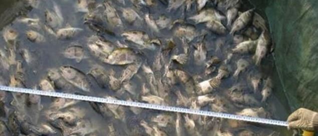  肉质：去年20元还卖不动，今年价格直上50元一斤，比石斑鱼贵