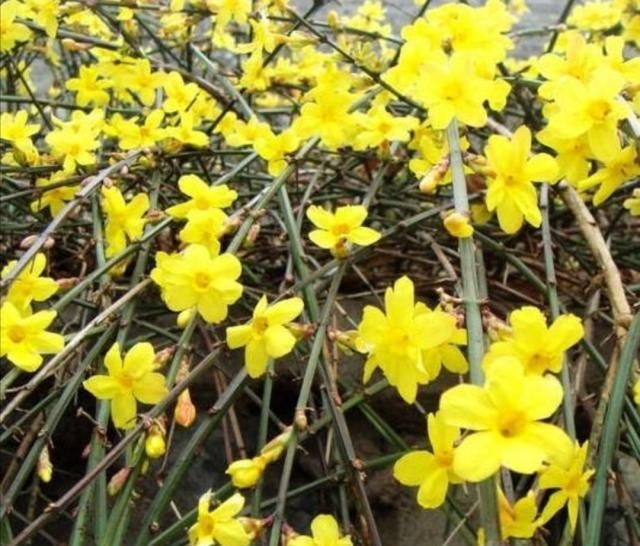 庭院中适合养什么花，5种花卉开花最美，谁见了都喜欢