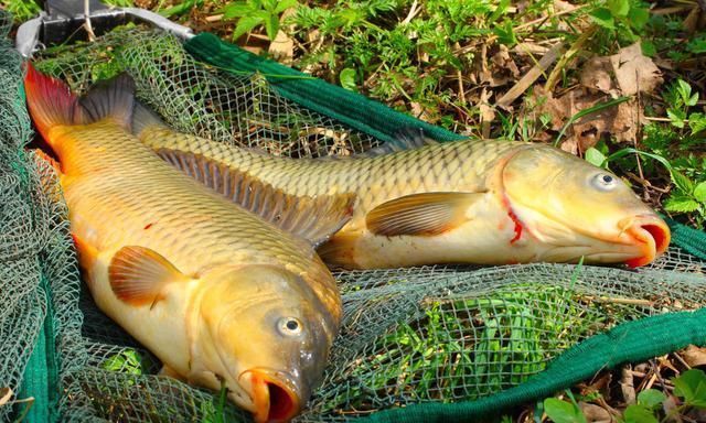  爷爷|这款自制鲤鱼饵料，我用了十来年，今天奉上制作全过程