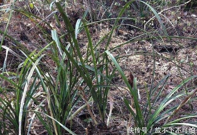 如果下乡遇到这种野草，那你就赚大了，它是国宝一棵好几万