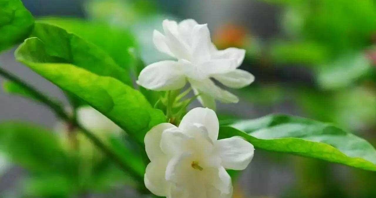  经验|你对花草的生活有什么经验吗？