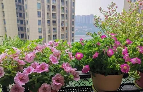  花草：别嫌阳台小，种点花草，感觉真好！