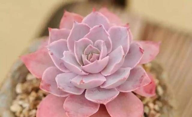  花生麸■节日期间，我们在家里做花肥，它充满了生育能力