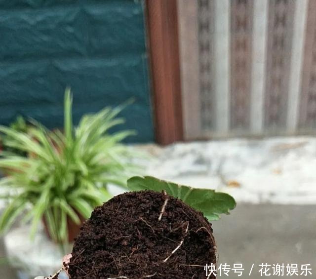 「扦插」春天扦插最好活,生根水不用买,自制4种生根水,比买的还好使!