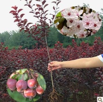  『树苗』家里的院子和阳台！感觉种上这些花果，花香迷人，漫步花丛贼惬意