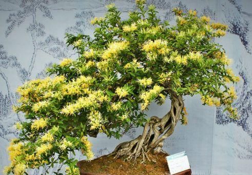  『总要』具有“延年益寿”功效的花卉，家里总要养几盆！