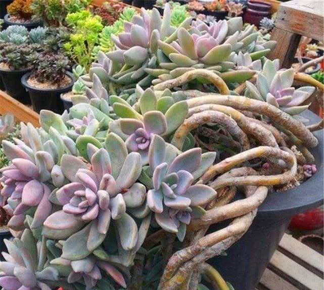  [代表]娇嫩的“花草”被养成“老树桩”是什么体验？6种多肉植物成代表