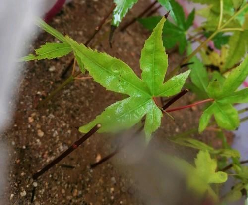  『扦插』红枫扦插生根很难？给红枫枝条安个家，30天生根，一次扦插几十盆