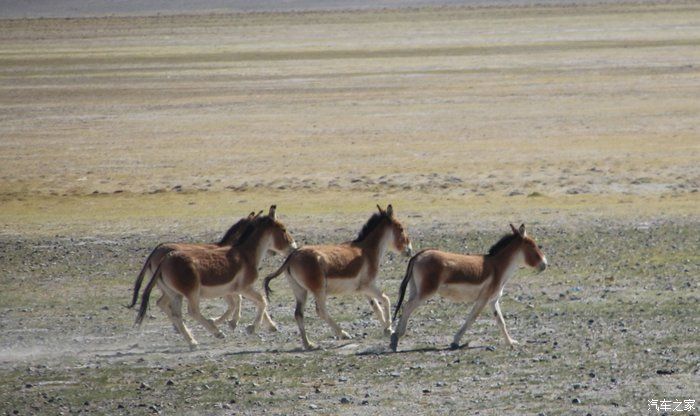 花甲之年自驾本田CR-V穿越阿里中线，拖底陷车无数，把车开废！