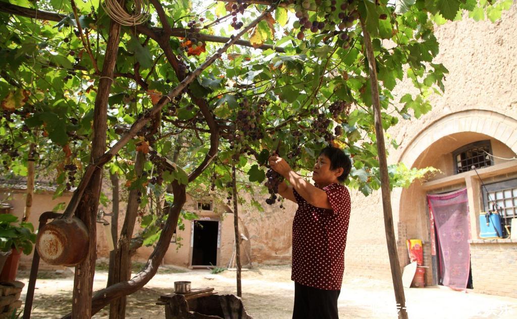 山西9旬老人住在16米长的恒温老屋，不装空调暑天睡觉还盖棉被