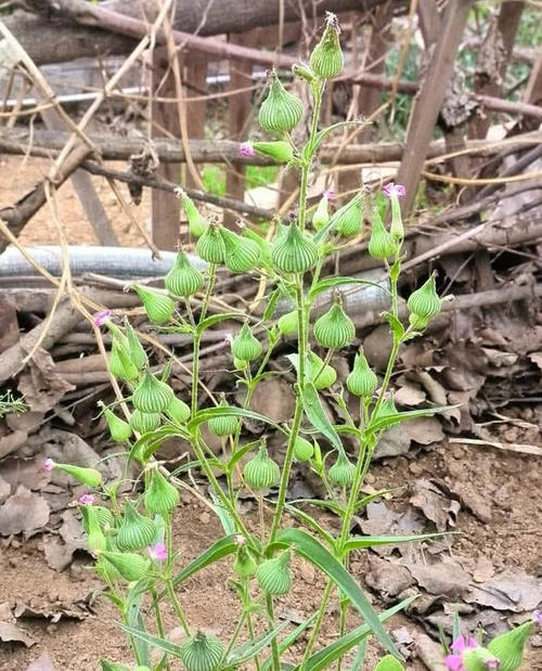 麦地里这野菜，农村人当杂草，然而价值珍贵曾是穷人“救命菜”！