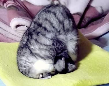  【睡姿】本以为只有小奶猫的睡姿怪，没想到大猫的睡姿更奇怪