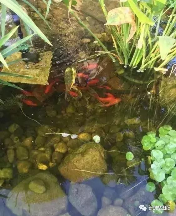 庭院设计|农村大叔手把手教你，一个人挖池塘，小院从此美美的