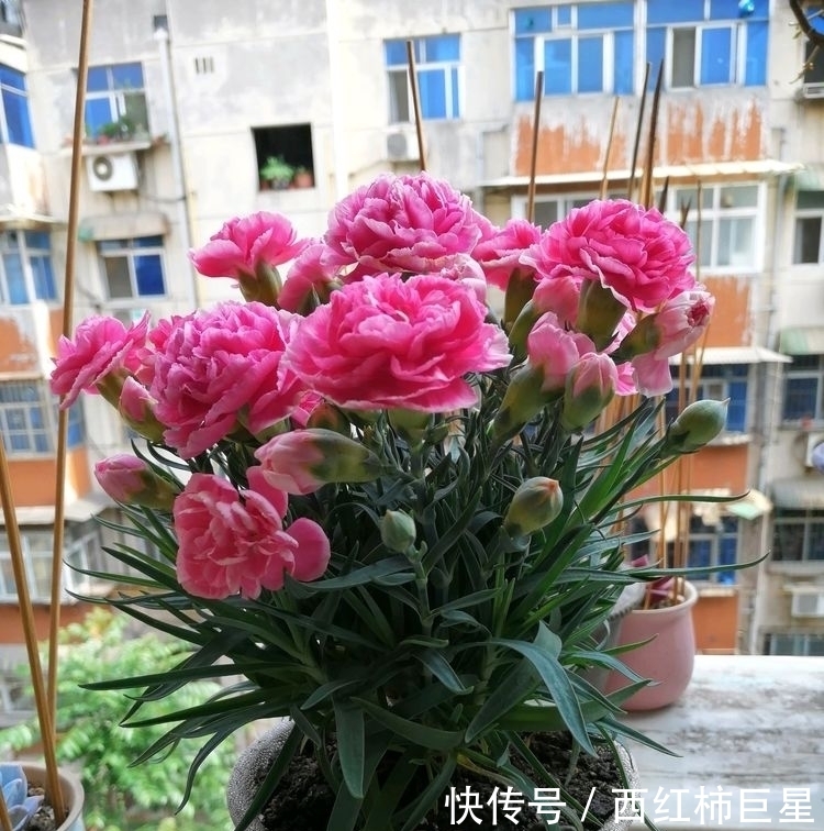  「花色」花色美丽，花期长，这几款盆栽是观赏佳品，来欣赏下吧