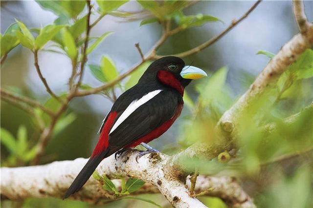 地球已进入“人类世”，再不抓紧去这些国家看鸟，也许就再也看不