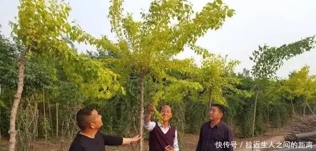  「金叶复叶槭」这些金叶树种正流行！