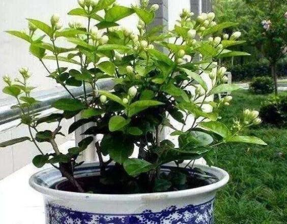  夏季■趁着高温，学会压条繁殖茉莉，可适用于多种植物，1盆变10盆