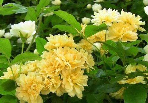 「庭院」蔷薇黄木香,花香芬芳,花朵小巧美丽,开花灿烂如锦绣,太美了