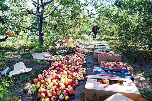  [水果]中国解巴铁“燃眉之急”，另一国“慌了”，称：为啥不买