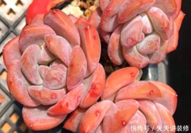  「雅致」玲珑雅致的多肉雪天使，养护要注意这些，才会莹如雪，艳如霞