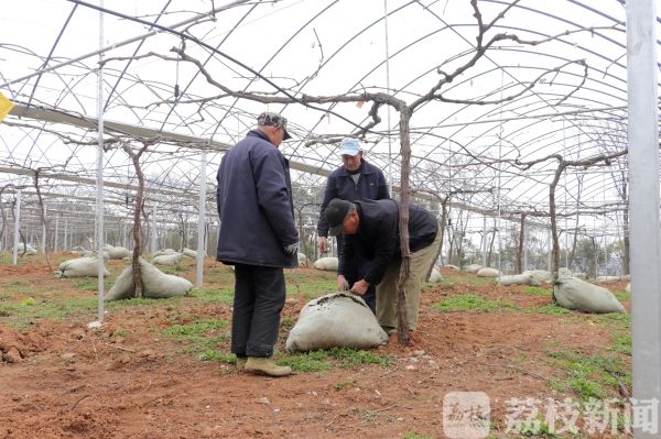 老农3年铺了180吨“宝贝”在葡萄园 没想到发生了这样的改变