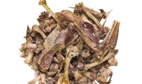 [花箭]红掌爱吃大骨头，给它喂一点，花箭蹭蹭窜，开花红艳艳！