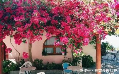 『扦插』春天种花3种,枝条沾土就生根,阳台变花