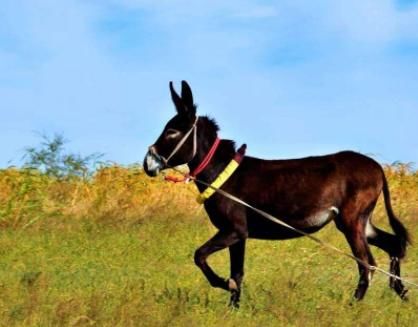  农村@一头驴值上万块钱，效益比猪还好，为何农村没人“养驴致富