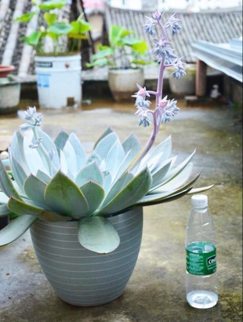 【艺术感】玉露“发功”成景天?2种方式把多肉搭配成让人羡慕的盆栽